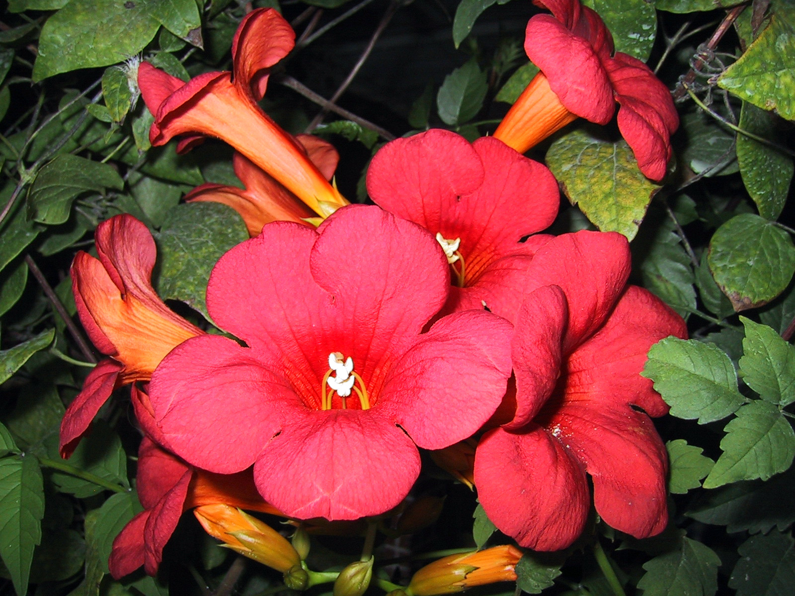 Campsis radicans/Trombitafolyondár