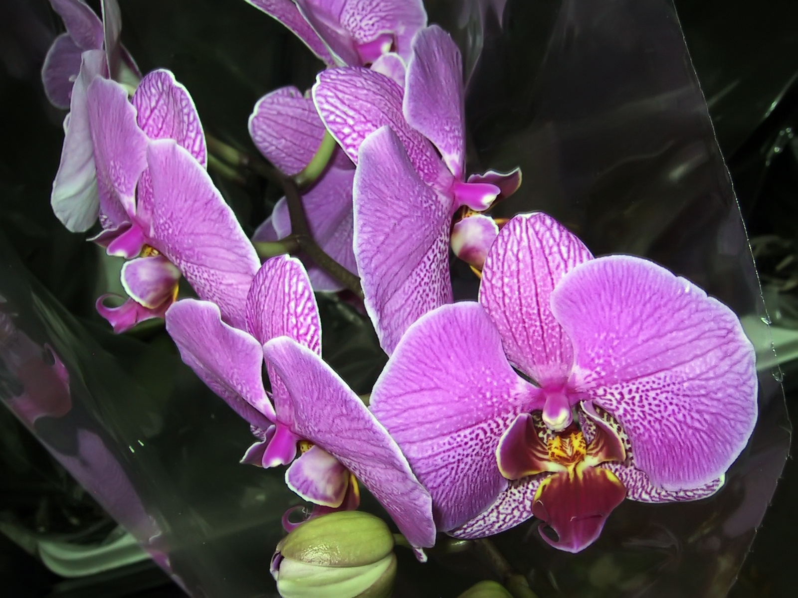 Orchidea