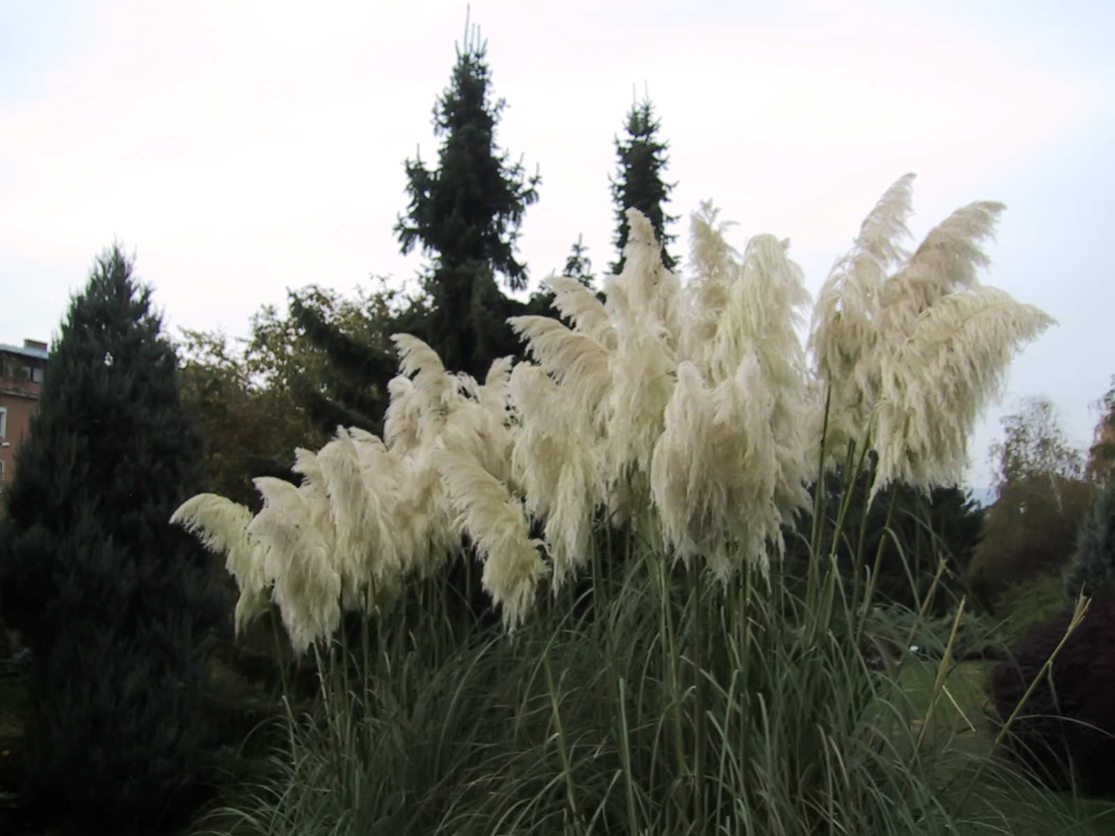 Pampafű/Cortaderia selloana