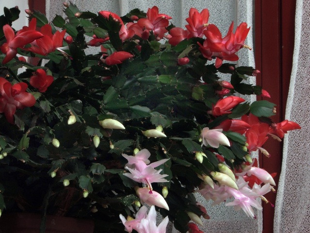 Schlumbergera/Karácsonyi kaktusz