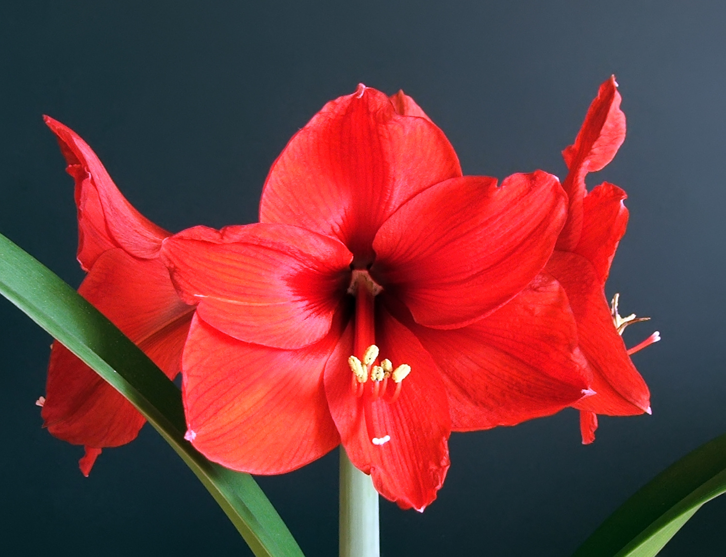 Amaryllis