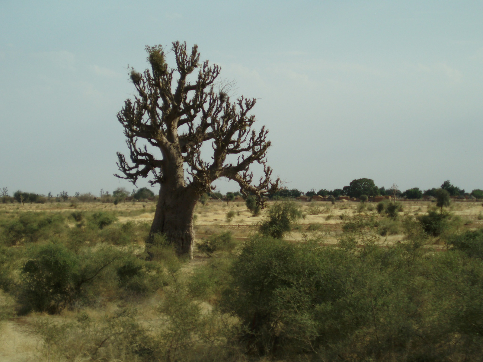 Mali009 - baobab fa Maliban