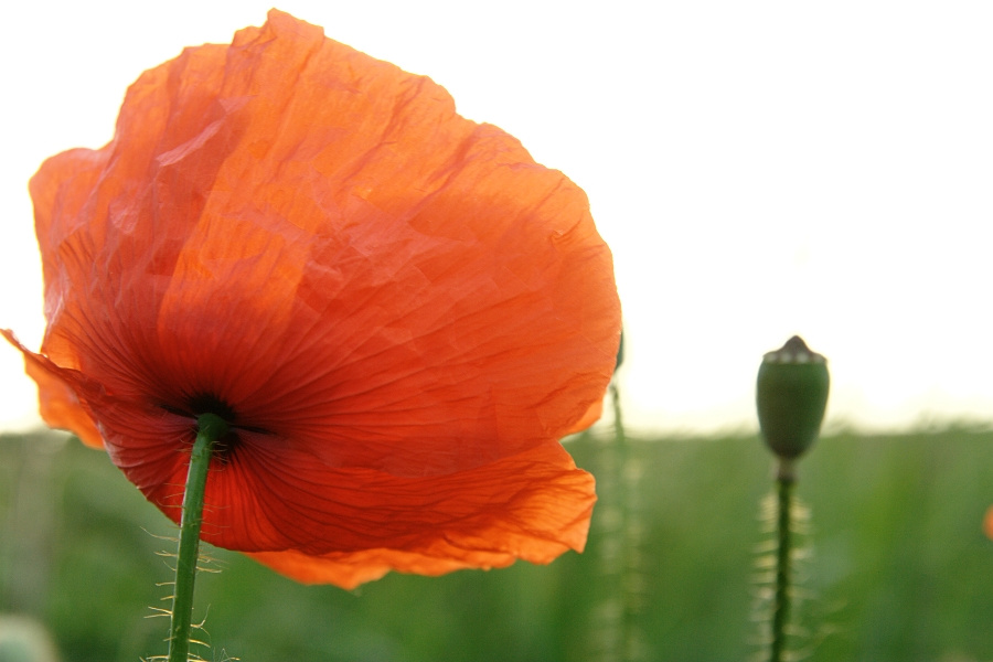 red poppy 10