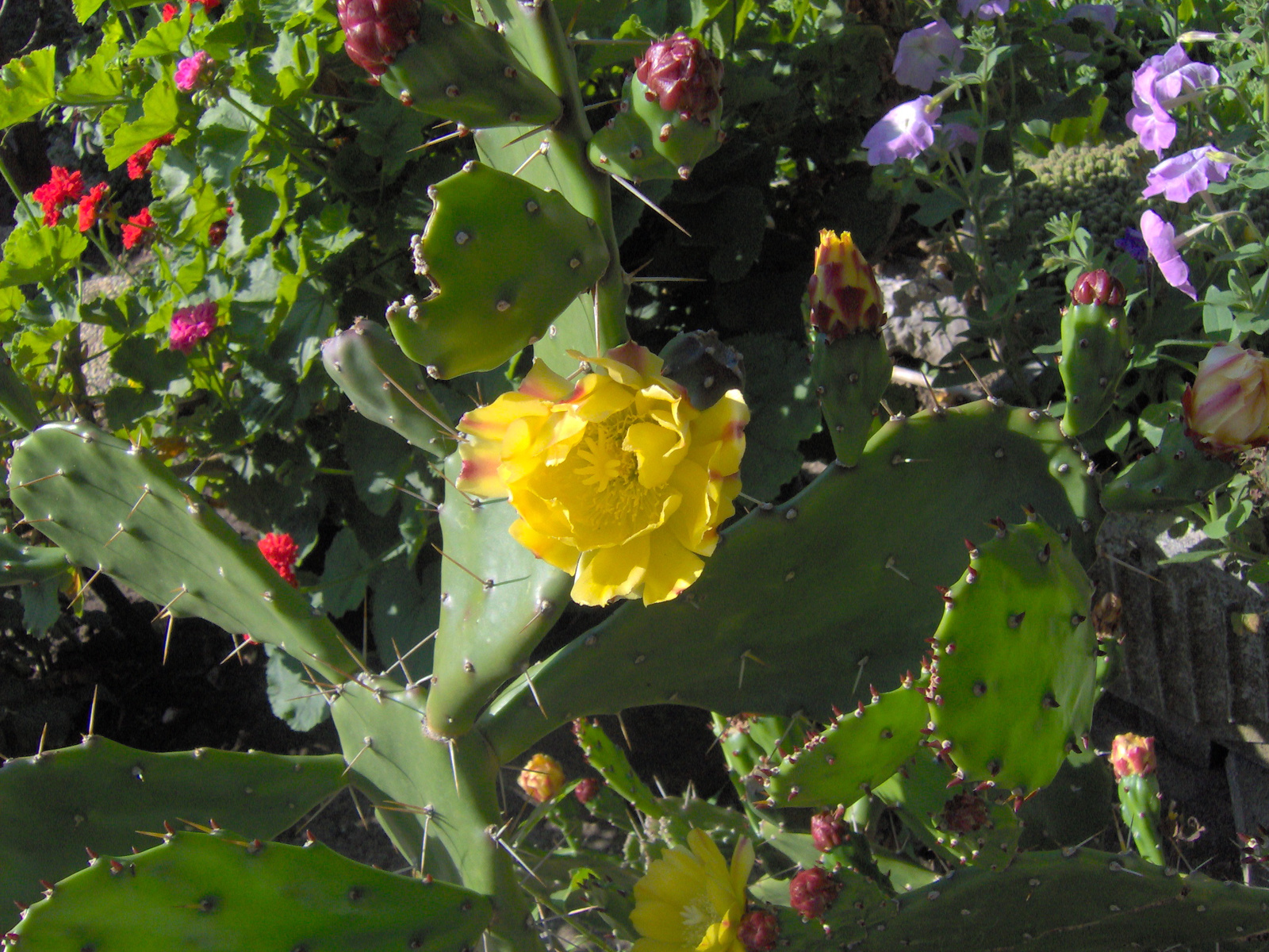 Óriás kaktusz virágok