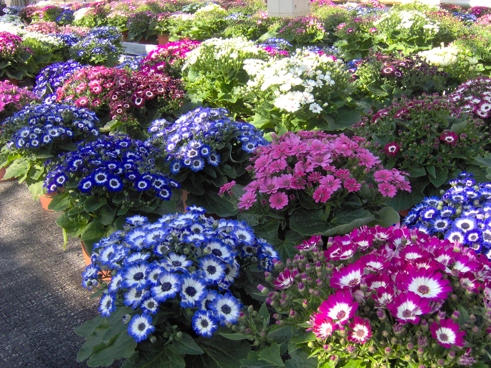 tavaszi virágok - Kedvenc utazásaink - indafoto.hu