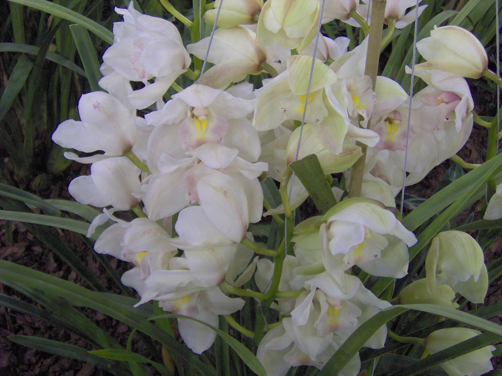 fehér orhidea