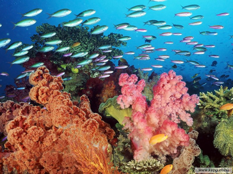 Kis korallz�tony a Fiji-szigetekn�l