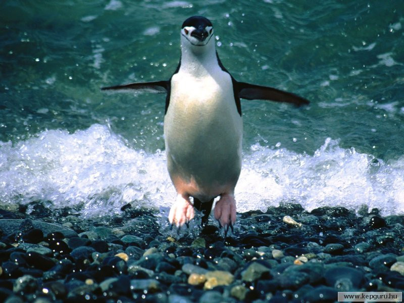 pingvin-038