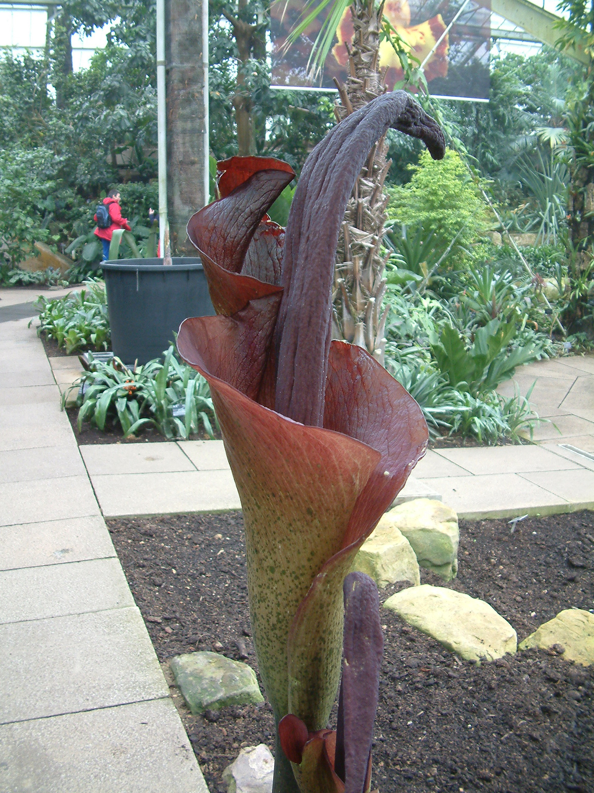 amorphophallus sp