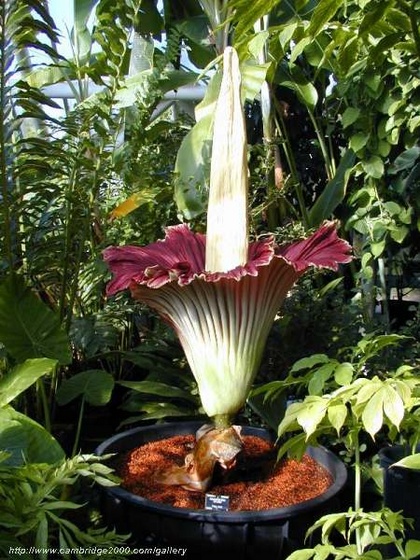 Amorphophallus titanum morning