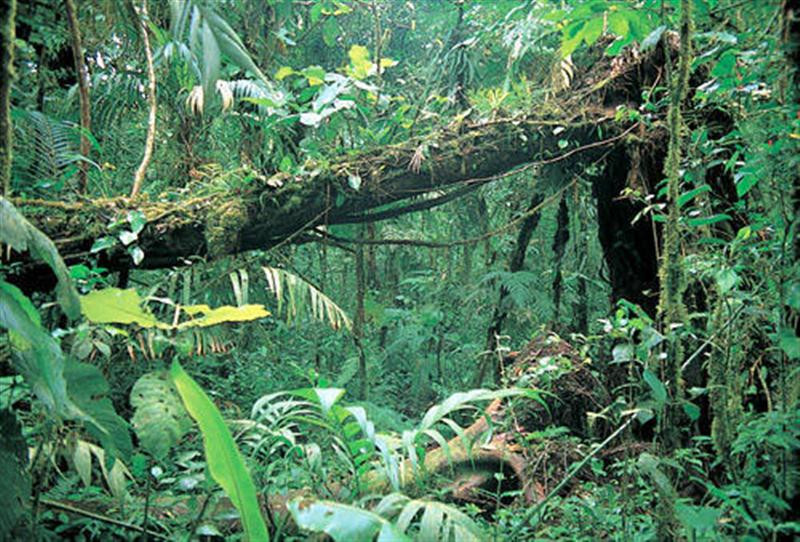 rainforest edu1 (Medium)