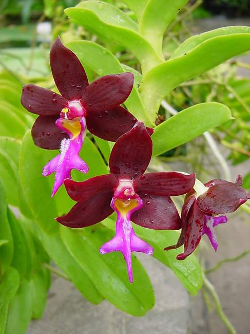 trichoglottis philippensis var brachiata