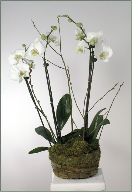 OrchidPotsDSCN7412-web