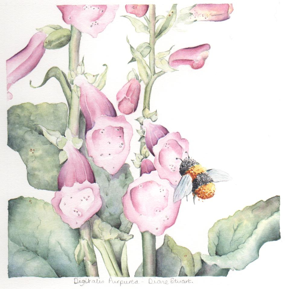 foxglove and bee 1