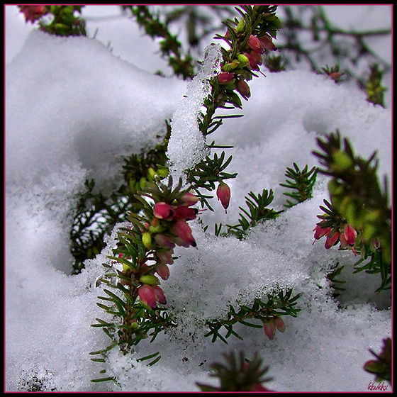 téli virág - erika