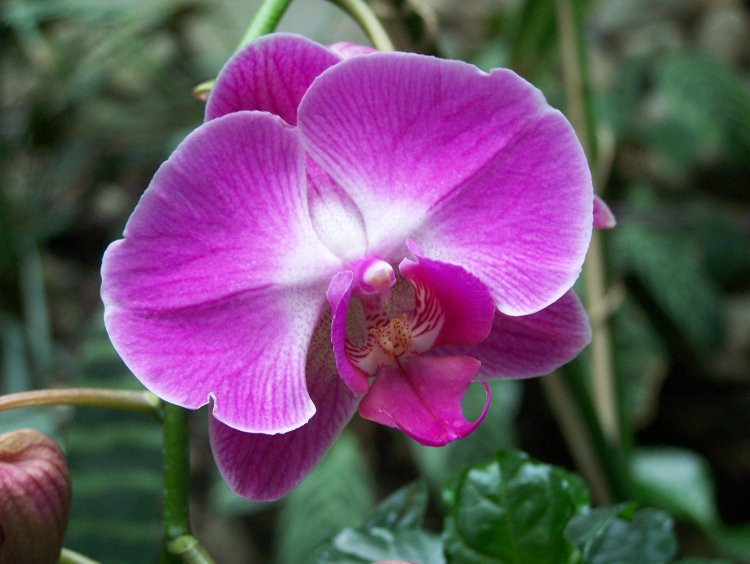 20070306153209 orchidea3