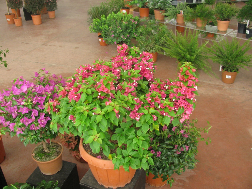 BOUGAINVILLEA MINI THAI 50-60CM 20L 01