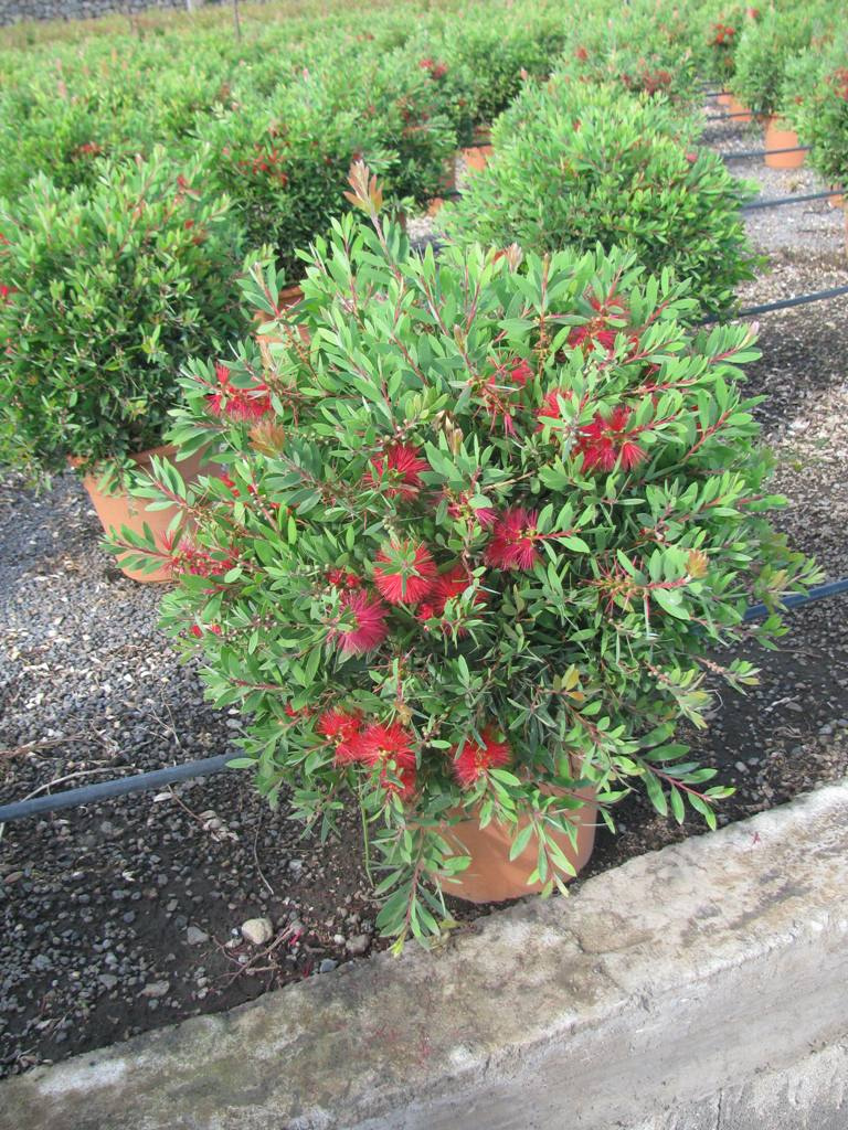 CALLISTEMON LAEVIS BALL C15L 01