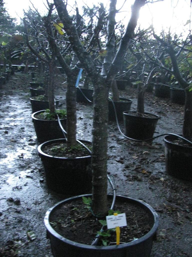 FICUS CARICA XXTRA C230L