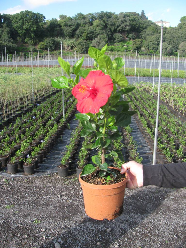 HIBISCUS ROSA SINENSIS MIX COLOR C3L 01