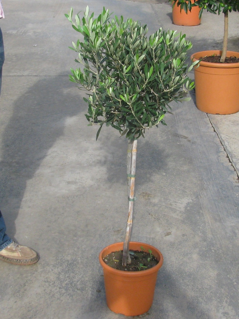 OLEA EUROPEA 1-2T 6L