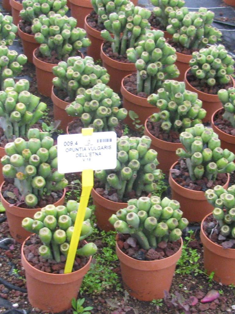 OPUNTIA VULGARIS DELL'ETNA C1L