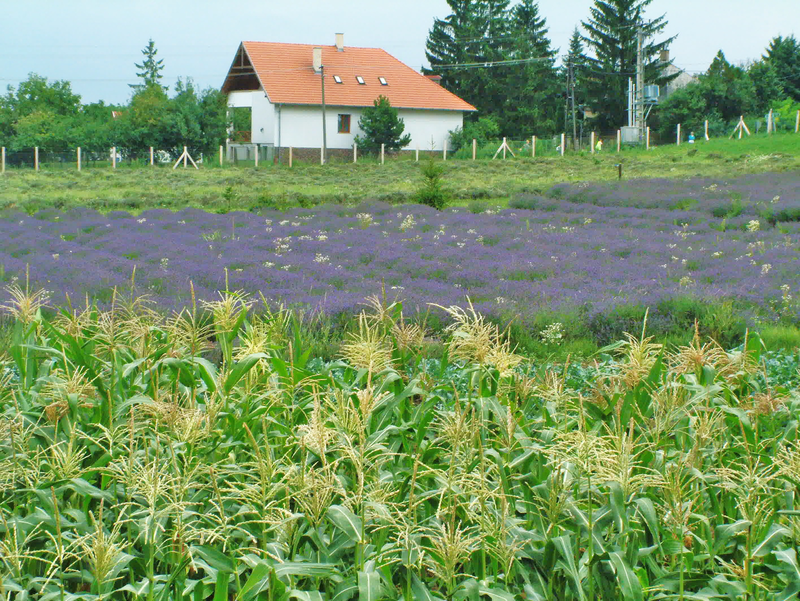 2011.07-Pannonhalmi-Levendulaültetvény -Arborétum! 021