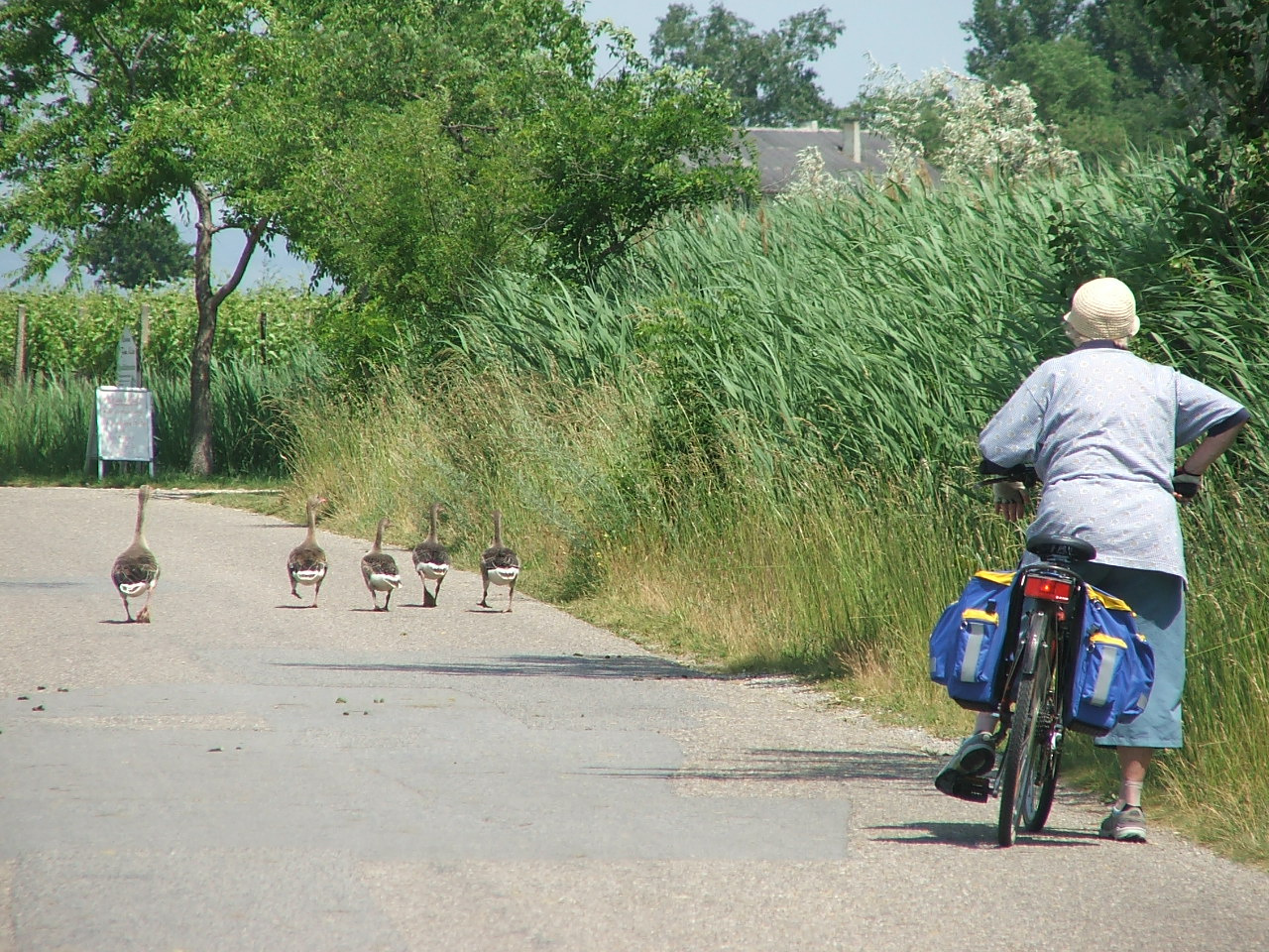 vigyázat