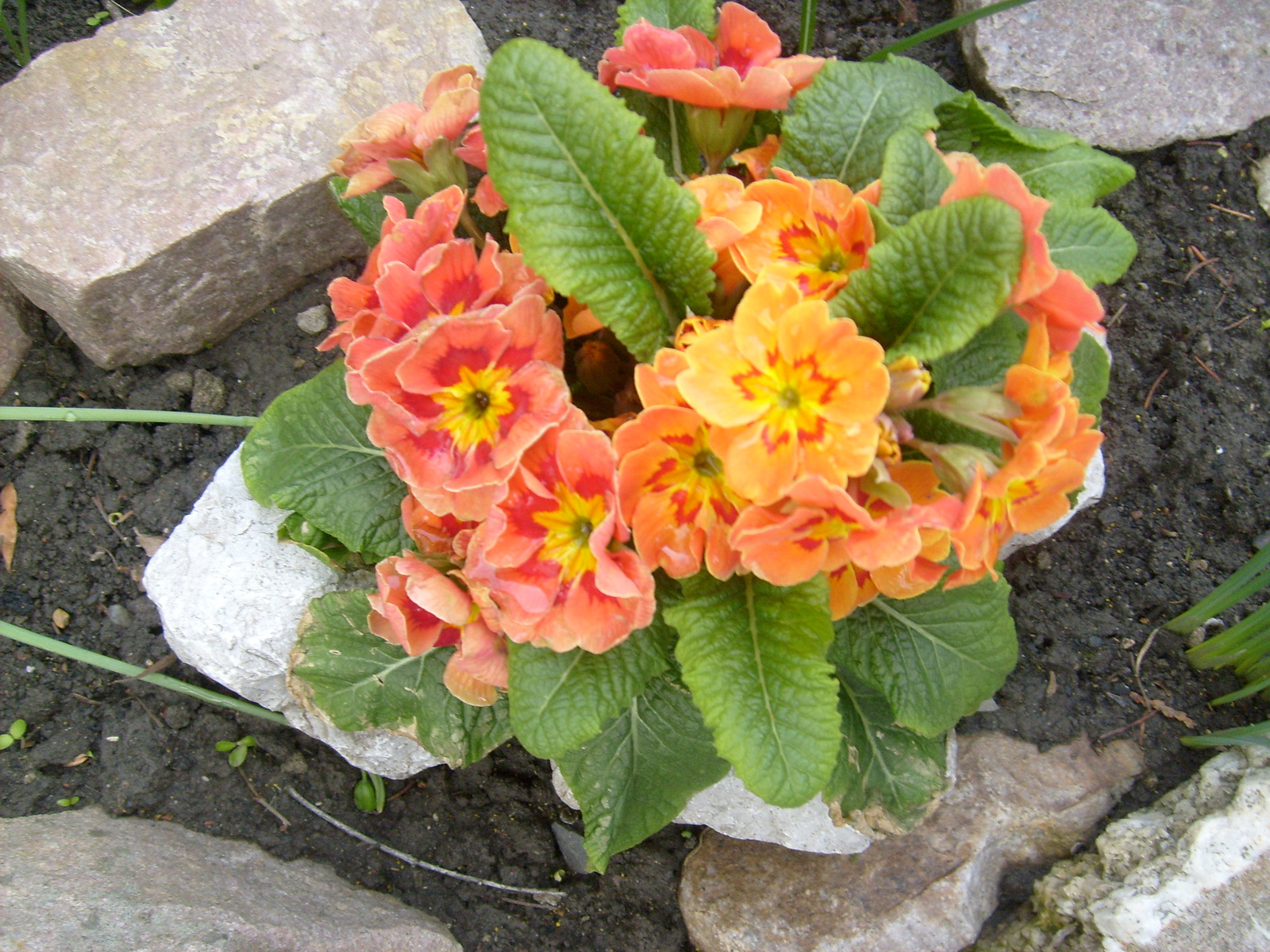 Primula