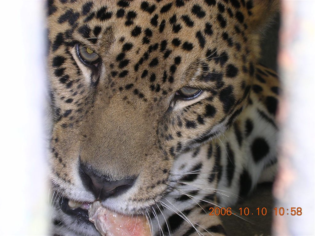 099 Mérida - Parque Zoológico Chorros de Milla