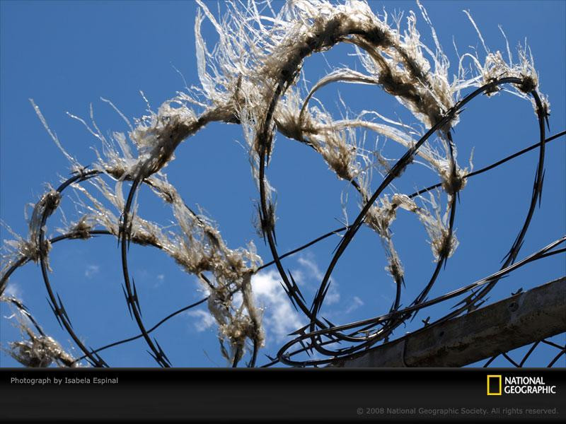 barbed-wire-blue-sky-pc08nyd1ies055-sw (Medium)