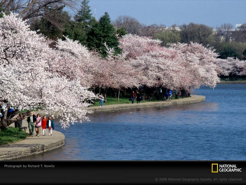 cherry-blossom-festival-basin-387699-sw (Medium)