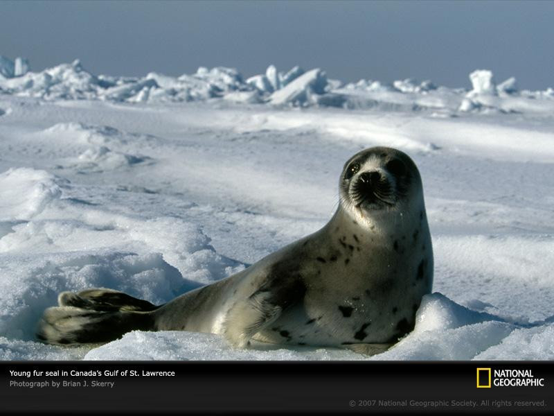 harp-seal-canada-749221-sw (Medium)