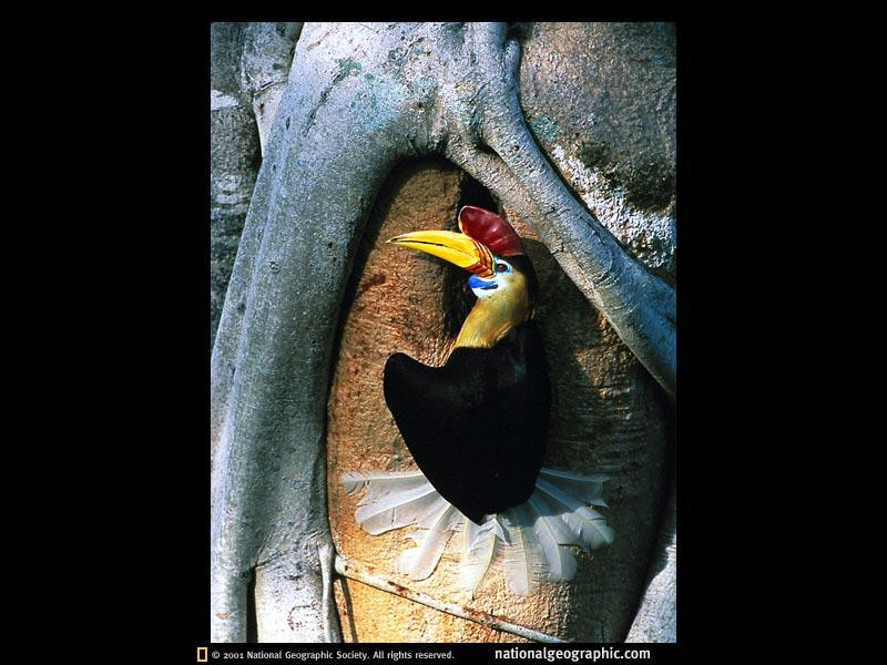 indonesia-hornbill-521545-sw (Medium)