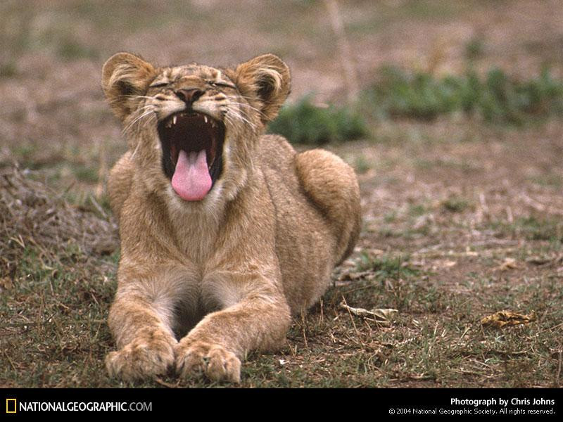 lion-cub-yawn-504826-sw (Medium)