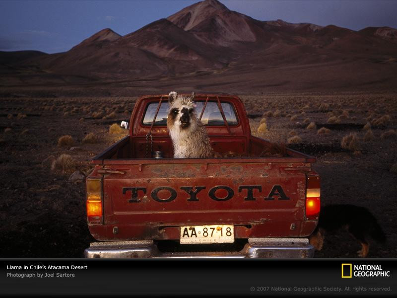 llama-pickup-truck-chile-738581-sw (Medium)