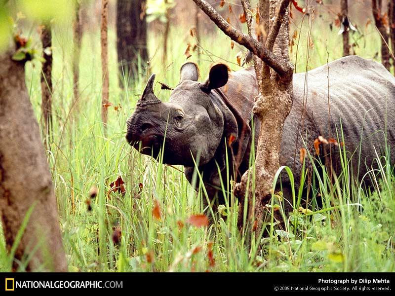 one-horned-rhino-90904-sw (Medium)