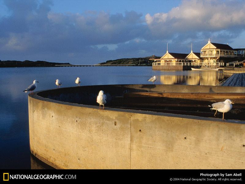 seagull-perch-76909-sw (Medium)