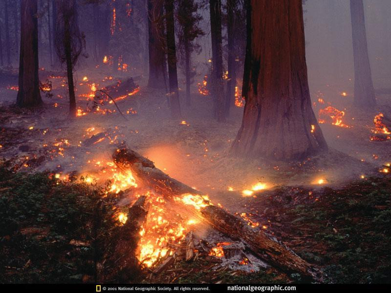 sequoia-forest-fire-505503-sw (Medium)