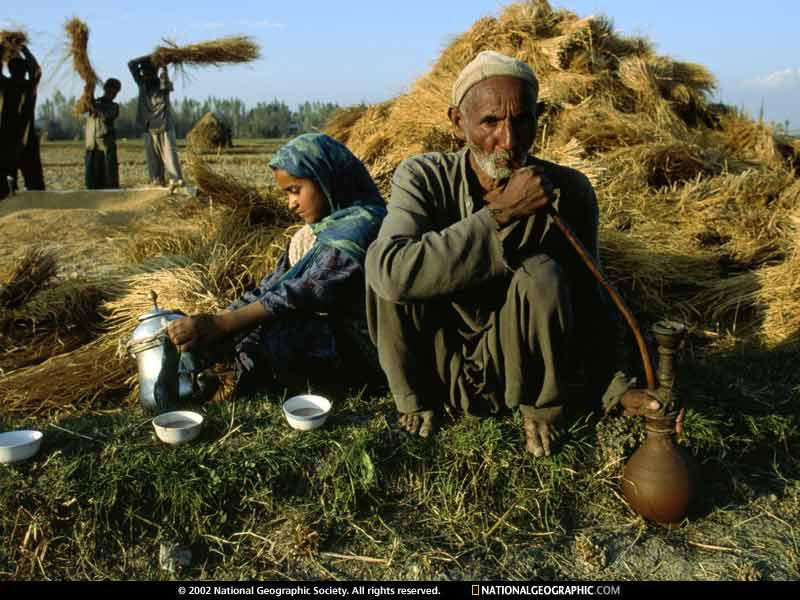 srinagar-rice-harvest-527146-sw (Medium)