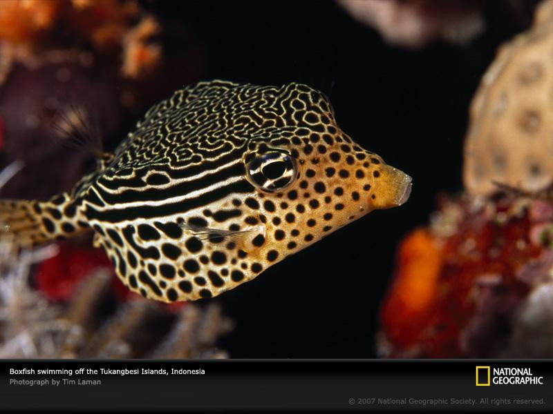 striped-boxfish-indonesia-977797-sw (Medium)