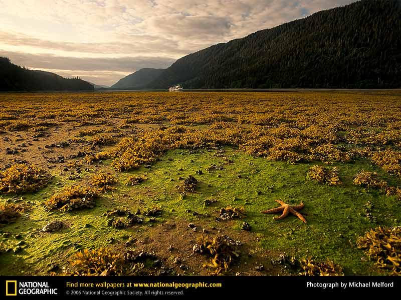 tongass-starfish-92736-sw (Medium)