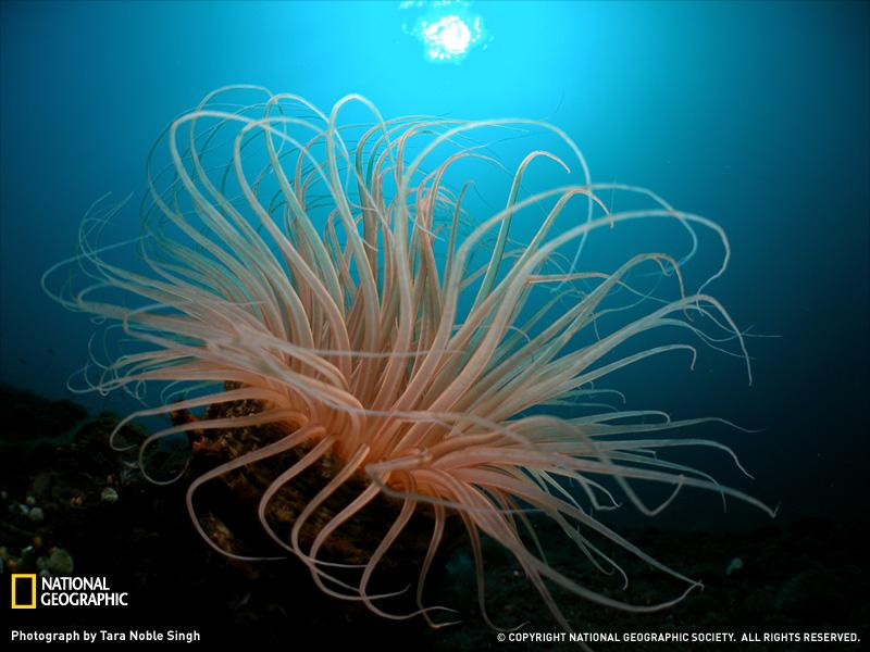 tube-anemone-bali-sw (Medium)