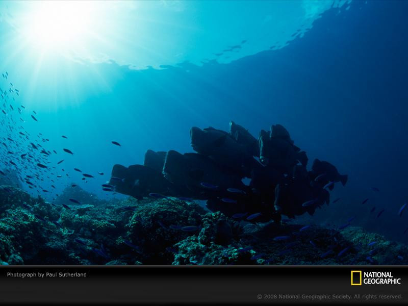 underwater-reef-sutherland-1091140-sw (Medium)