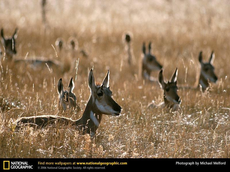 antelope-pronghorn-herd (Medium)