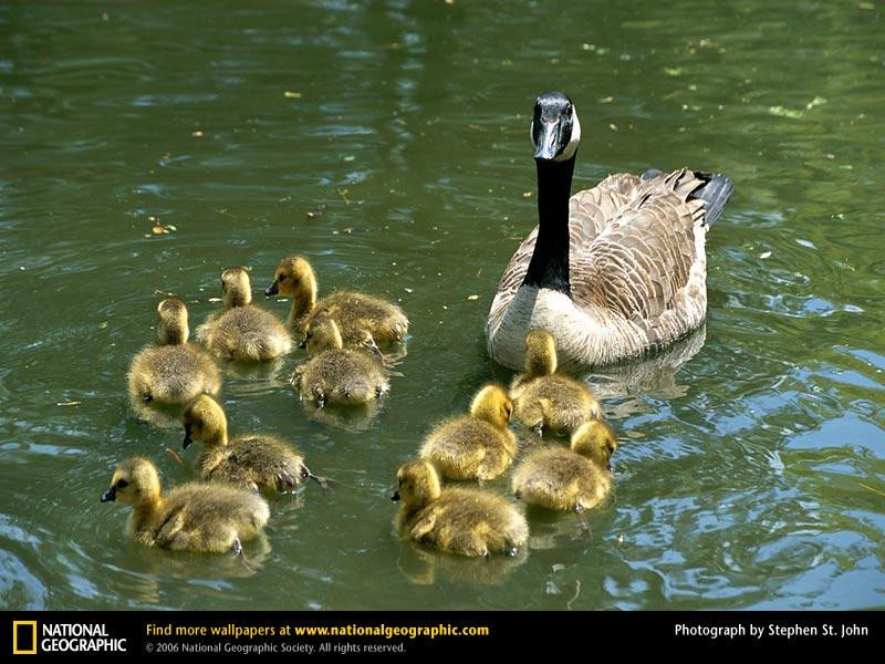 canada-goose (Medium)