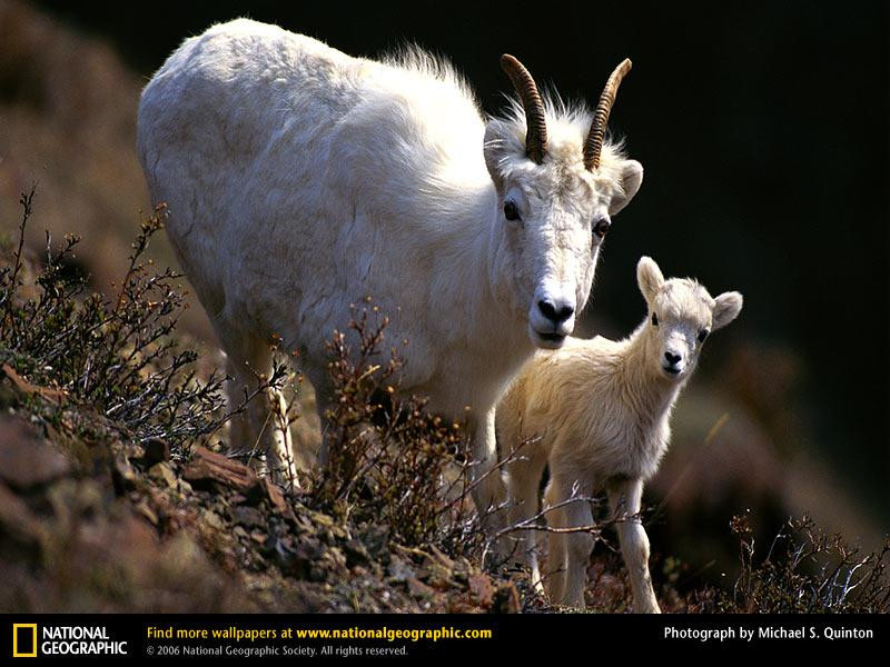 mountain-goat-kid (Medium)