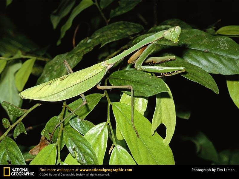 praying-mantis (Medium)