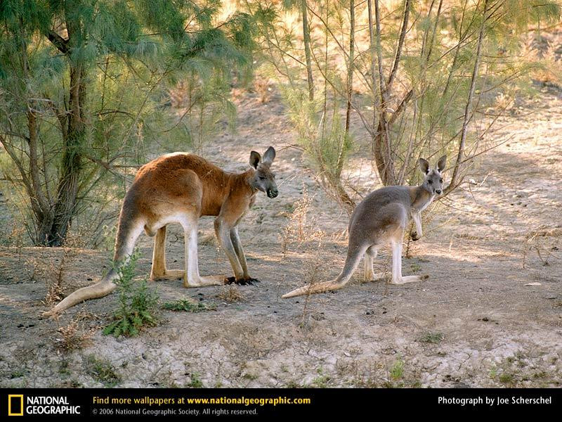 red-kangaroos-male-female (Medium)