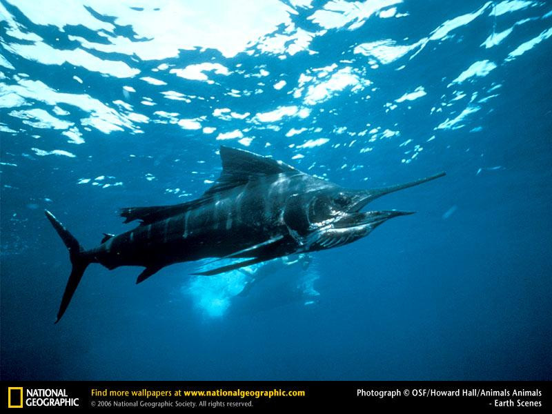 sailfish (Medium)